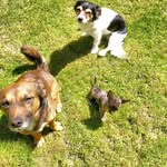 Cleo, Jacob, Perseus & Storm - @cleo_jacob_persy_storm - Instagram