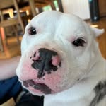 Cleo - @cleostrangeteeth - Instagram