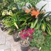 Cleo Stuart - Facebook