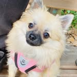 Cleo💕 - @cleo_sweet.pomchi - Instagram