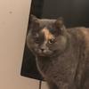❣️🐱Cleo🐱❣️ - @cleo_sweet - TikTok