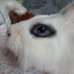 Cleo - @cleo_sweet_small - Instagram