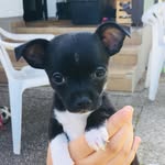 Cleo🐶❤️ - @little_sweet_cleo - Instagram