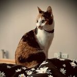 Cleo - @sweetcleogirl - Instagram