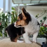@cleo_sweetycorgi - Instagram