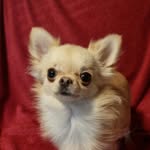 Kennel Sweet Cleo - @sweet_cleo_chihuahuas - Instagram