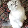 cleopatrotooswift⸆⸉ - @itstayluhsversion - TikTok