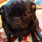 Cleo Thompson - @cleothepuggy - Instagram