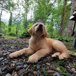 Dali Cleo Thompson - @dalidawg - Instagram