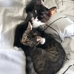 Titus & Cleo - @titus_und_cleo - Instagram