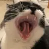 Chloe E Tracy - @clo_trace - TikTok