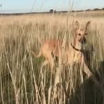 Cleo & Tucker - @houndin_about_ - Instagram