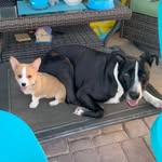 Cleo && Tucker🐶 - @cleo.and.tucker - Instagram