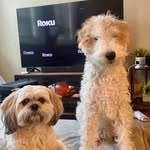 Cleo and Tucker - @itscleoandtucker - Instagram
