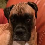 Cleo Tucker - @queen.cleo.the.dog - Instagram