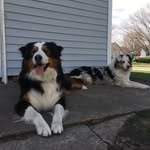 Cooper & Cleo & Tucker - @cooperandcleotheaussies - Instagram