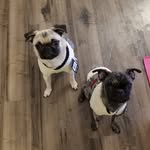 Tucker & Cleo - @tucker.and.cleo - Instagram