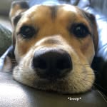 Tucker + Cleo + Koa - @tuckerandcleo - Instagram