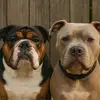 Tucker, Cleo and Benny - @tuckerandcleopatra - TikTok