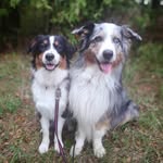 Cleo and Vincent - @cleo.vincent_aussies - Instagram
