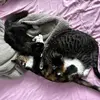 Cleo Vince & Luci - @meowdernfamily - TikTok