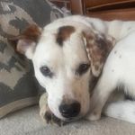 ℂ𝕃𝔼𝕆 𝕎𝔸𝕃𝕂𝔼ℝ - @fluffer.nutter.pup - Instagram