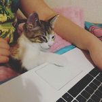 Cleo Walker - @the_cute_cat_cleo - Instagram