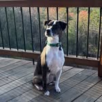 Cooper and Cleo Walker - @walkerwoofpack - Instagram