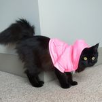 Penelope Cleo Walker 🐈 - @itspennythekitty - Instagram