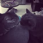 Cleo 🐱 Walter 🐱 - @cleo_and_walter - Instagram