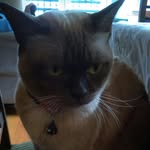 Cleo Wangeman - @cleowangeman - Instagram