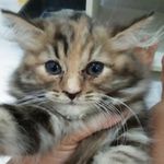 Clea & Cleon Jones - @cleathekitten - Instagram