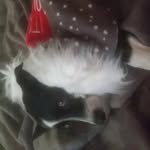 cletis McConnell BELLA'S MOM - @oobellababy - Instagram