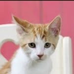 Cletus Alexander Cat - @cletus_the_cat - Instagram