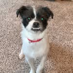 Cletus Campbell - @cleetus_the_ugly_dog - Instagram