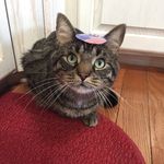 Cletus Davis - @cletus_the_cat_ - Instagram
