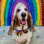 Cletus & Frank - @cletusthebasset - Instagram