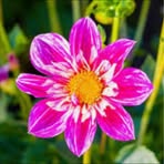 Gladys Green - Facebook
