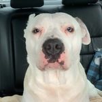 Cletus Hatfield - @cletusdogo - Instagram