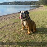Reginald Cletus Hill - @reginald_the_bulldog_ - Instagram
