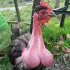 Cletus_Johnson - @cletus_johnson - TikTok