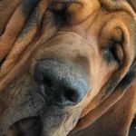 Cletus Bosephus Owen Jones - @cletus_the__bloodhound - Instagram