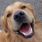 Cletus Jones - @happy_dogs4u - Instagram