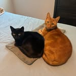 Cletus Judd & Loretta Lollipop - @cletusandlolo - Instagram