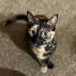 Cletus, Lewis, & Suzie - @the_3_meowsketeerz - Instagram