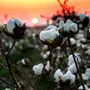 jennifer_palmertree1999 - @cletus.corndog - TikTok