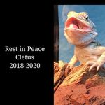 Cletus Paul - @cletusthedragon - Instagram