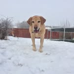 Cletus - @cletus_popetus - Instagram