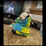 Teddy M - @pope_of_cletus - Instagram