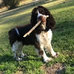 Cletus Ray - @cletusray_springer.spaniel - Instagram